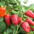 Egenskaber og beskrivelse af sorter af søde, tykke væggede peberfrugter til åben jord