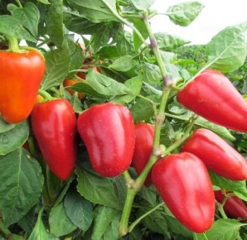 Characteristics and description of varieties of thick-walled sweet peppers for open ground