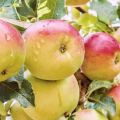 Opis a vlastnosti jablone Úžasné, úroda odrody a kultivácia