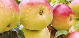 Omenapuun kuvaus ja ominaisuudet Ihana, lajikkeen sato ja viljely