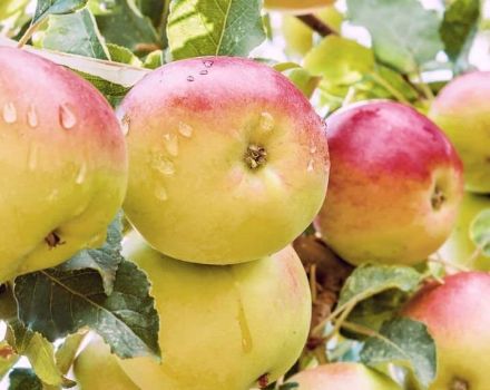 Beskrivning och äppelträdets egenskaper Underbart, utbytet av sorten och odlingen