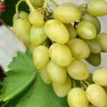 Description des variétés et des caractéristiques des raisins muscat et des caractéristiques de culture