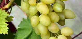 Beschreibung der Sorten und Merkmale der Muscat-Trauben und Anbaumerkmale