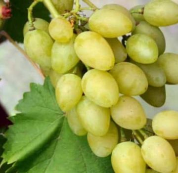 Penerangan mengenai jenis dan ciri anggur Muscat dan ciri penanaman