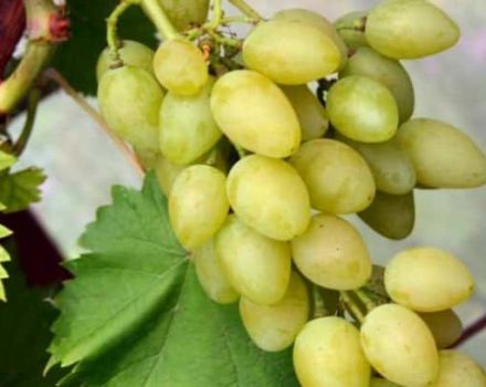 Muscat vynuogių veislių ir savybių bei auginimo ypatybių aprašymas