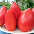 Description de la variété de tomate Ob dômes et ses caractéristiques
