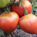 Mô tả về giống cà chua Freken Bock, các khuyến nghị trồng và ý kiến ​​của những người làm vườn