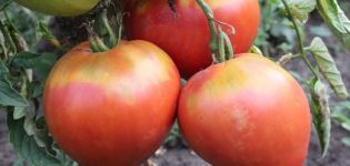 Beskrivelse af Freken Bock-tomatsorten, anbefalinger om dyrkning og udtalelser fra gartnere