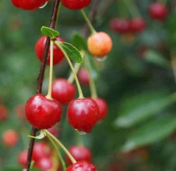 Opis a charakteristika čerešňových odrôd Sudarushka, výsadba a starostlivosť o rastliny