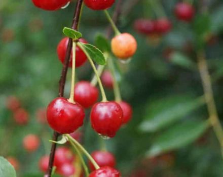 Description et caractéristiques des variétés de cerises Sudarushka, caractéristiques de plantation et d'entretien