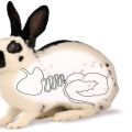 Príčiny a liečba nadúvania králikov, liekov a ľudových liekov