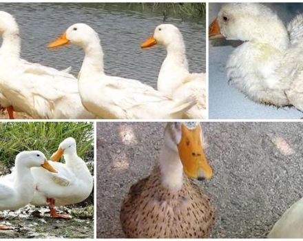 Шта учинити ако патка шепа и како се понашати према њој, узроцима и превенцији