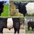 Beschrijving en kenmerken van Galloway-koeien, regels voor het houden