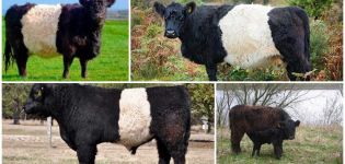 Galloway veislės karvių aprašymas ir savybės, laikymo taisyklės
