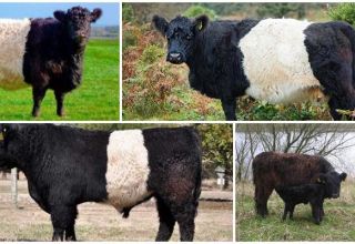 Descripción y características de las vacas Galloway, reglas de mantenimiento.