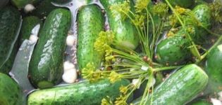 TOP 11 receptov na ľahko osolené uhorky s chrenovými listami a cesnakom