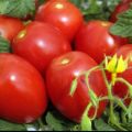 Kokios yra lemiamos ir neapibrėžtos pomidorų veislės, kurios yra geresnės