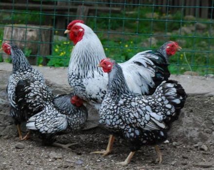 Opis i karakteristike kokoši hamburške pasmine, značajke uzgoja i analozi