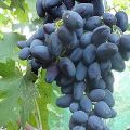 Vynuogių veislės „Akademik“ (Džeinejevo atmintis) aprašymas ir ypatybės, auginimo ypatybės ir istorija