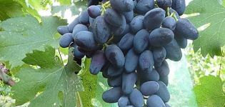 Vynuogių veislės „Akademik“ (Dzheneyevo atmintis) aprašymas ir ypatybės, auginimo ypatybės ir istorija