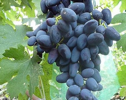 Vynuogių veislės „Akademik“ (Dzheneyevo atmintis) aprašymas ir ypatybės, auginimo ypatybės ir istorija