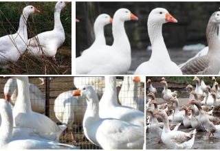 Description and characteristics of Hungarian geese, pros and cons of the breed and care