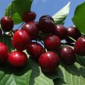 Vyšnių veislės „Revna“ aprašymas ir apdulkintojai, auginimas ir priežiūra