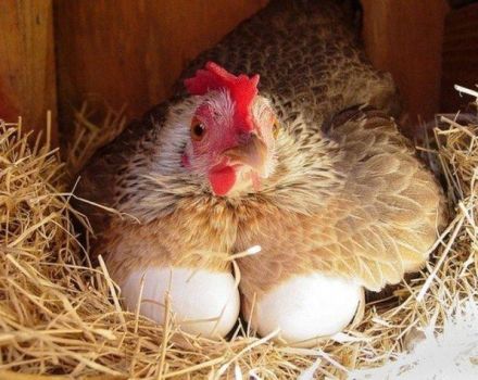 Hur många ägg per dag kan en kyckling lägga och vad beror på det