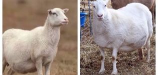 Cừu mang thai đi được bao nhiêu ngày tháng và cách xác định số lượng