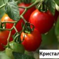 Pomidorų veislės Crystal F1 auginimas, savybės ir aprašymas