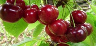 Description of Uyfehertoi Fyurtosh cherry varieties and history, cultivation features