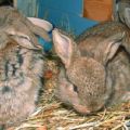 Comment nourrir les lapins en hiver à la maison, règles pour les débutants