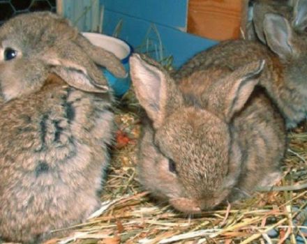 Sådan fodres kaniner om vinteren derhjemme, regler for begyndere