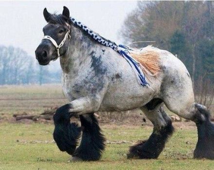 Beskrivelse og karakteristika for heste af Shire-racen, tilbageholdelsesbetingelser og avl