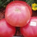 Egenskaper och beskrivning av tomatsorten Pink King (kung), dess utbyte
