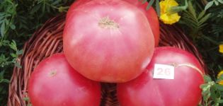 Pomidorų veislės „Pink King“ (karalius) savybės ir aprašymas, derlius