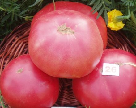 Egenskaper och beskrivning av tomatsorten Pink King (kung), dess utbyte