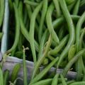 Description des meilleures variétés de haricots d'asperge, propriétés utiles et dommages