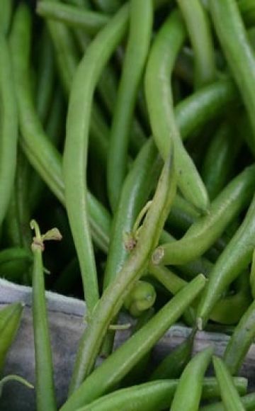 Description of the best varieties of asparagus beans, useful properties and harm