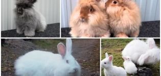 Populaire rassen van donzige konijnen, regels voor hun onderhoud en verzorging