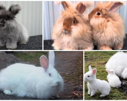 Populära raser av dunkiga kaniner, regler för underhåll och skötsel