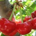Description and characteristics of the Fairy cherry variety, features of cultivation and care