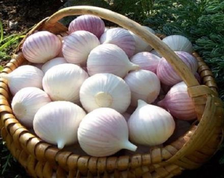 Description of the variety of garlic Chinese, how to grow and when to dig out?