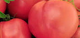 Charakteristika a opis odrody rajčiaka Ružový suvenír, jeho výnos