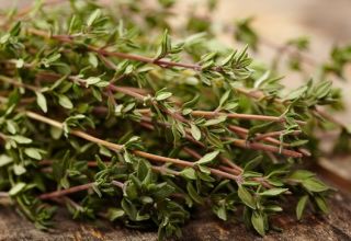 How to grow thyme, features of outdoor care in the garden