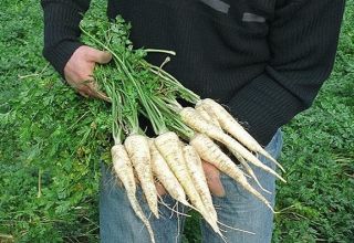Features of growing and caring for root parsley in the open field