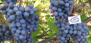 Denisovskio vynuogių aprašymas, sodinimo ir priežiūros taisyklės