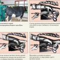 Opis vizokervikálnej metódy inseminácie kráv, nástrojov a schém