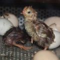 Temperature and humidity for incubating chicken eggs at home