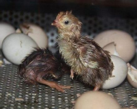 Temperature and humidity for incubating chicken eggs at home